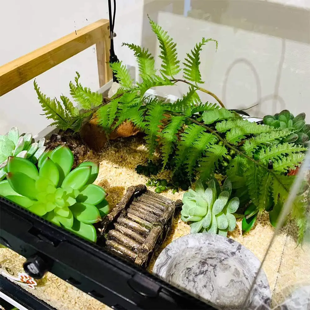 juvenile snake cage enclosure setup