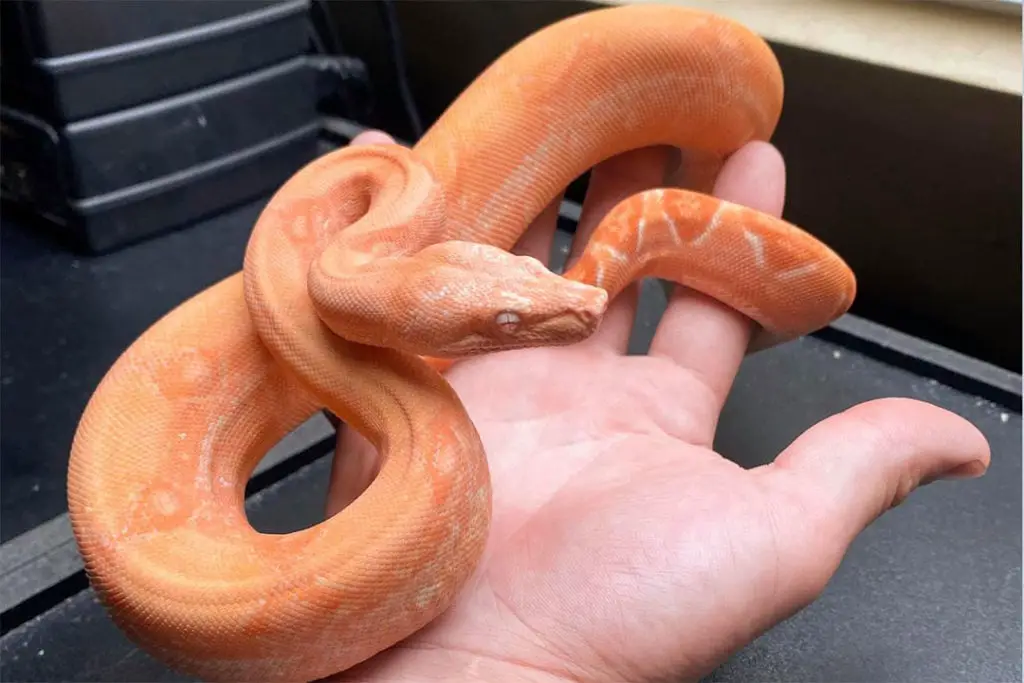 kahl coral sunglow boa constrictor