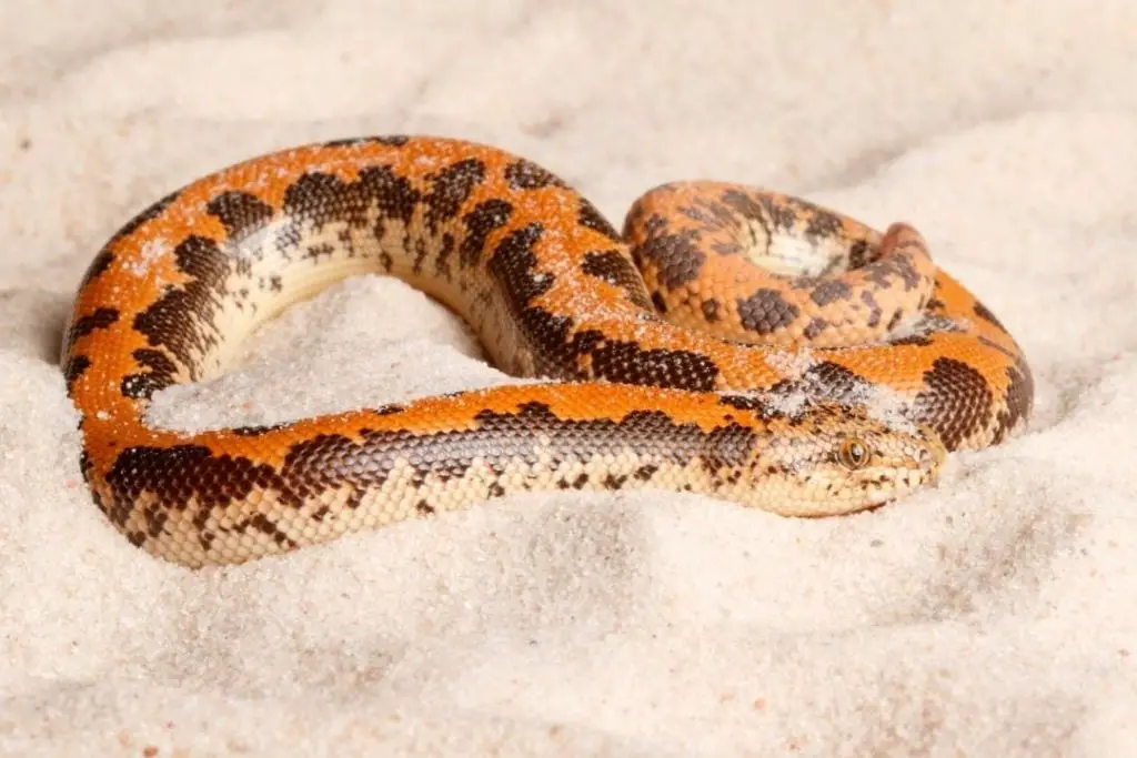 kenyan sand boa