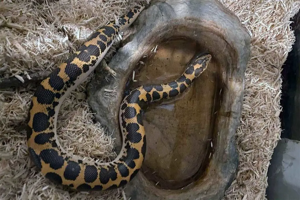 sand boa drinking water