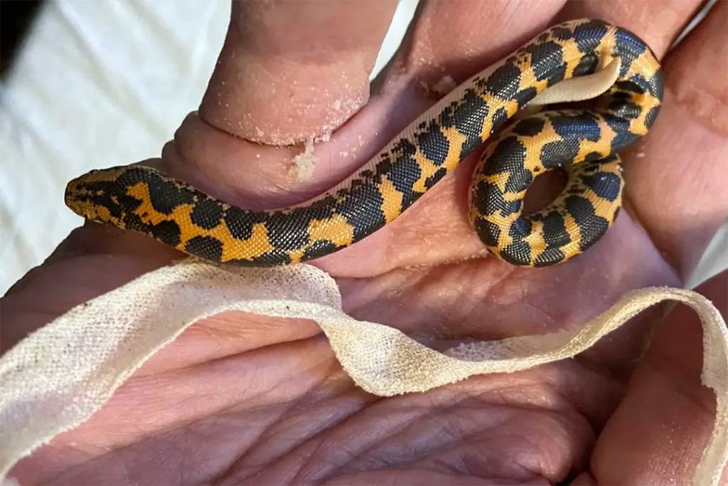 juvenile kenyan sand boa shedding for the first time