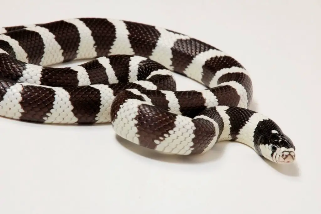 California King Snake Care Sheet (Complete Guide) - ReptileHow.com