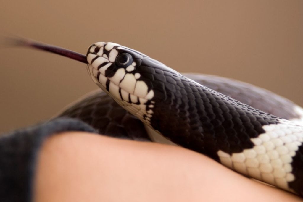 king snake with its tongue out