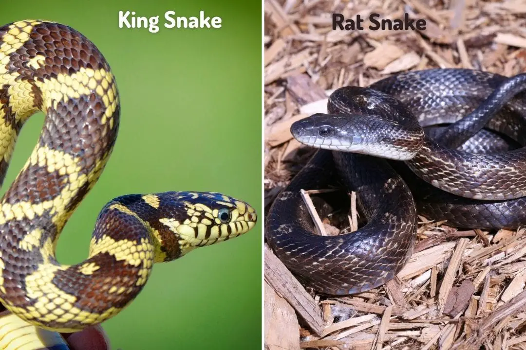 king snake vs rat snake
