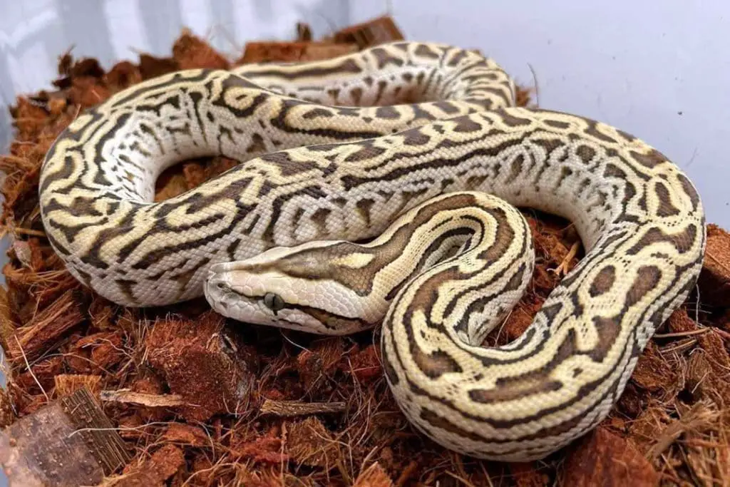 labyrinth morph python molurus