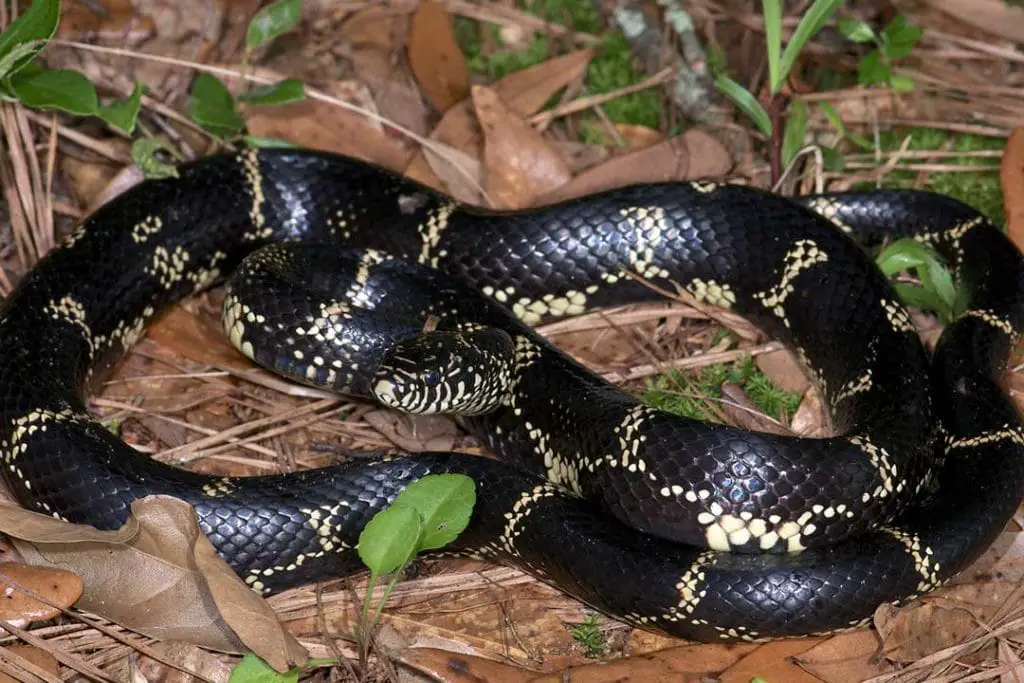 Lampropeltis getula