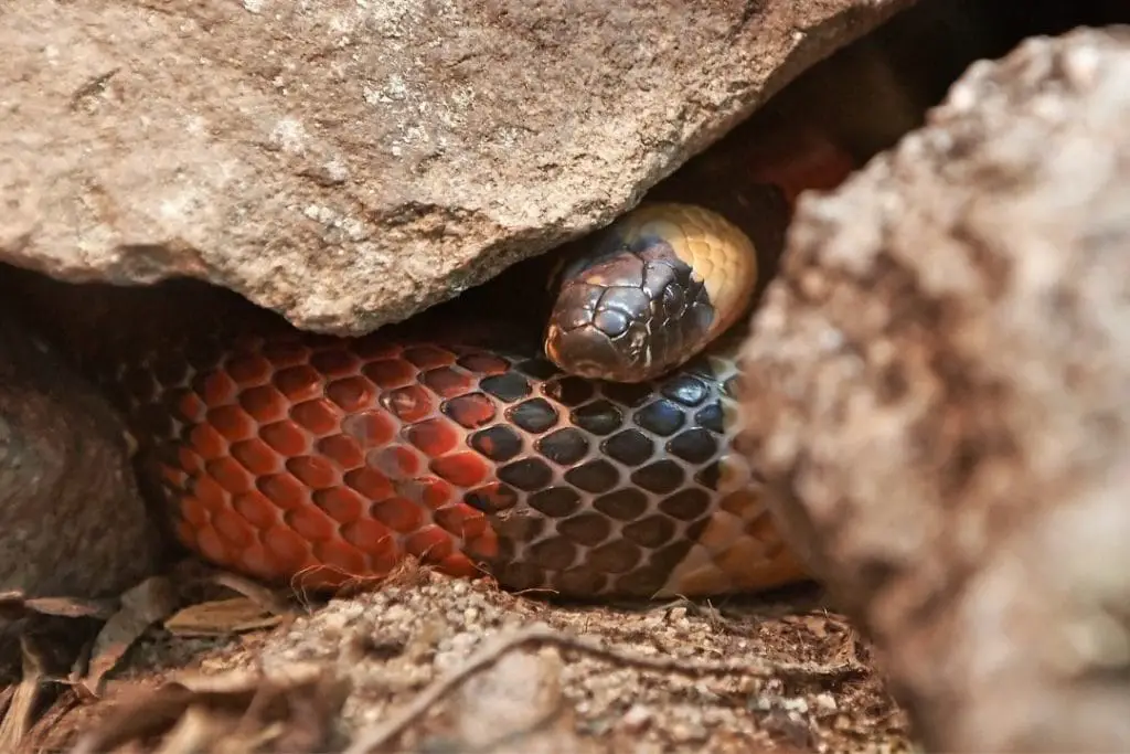 lampropeltis snake hiding