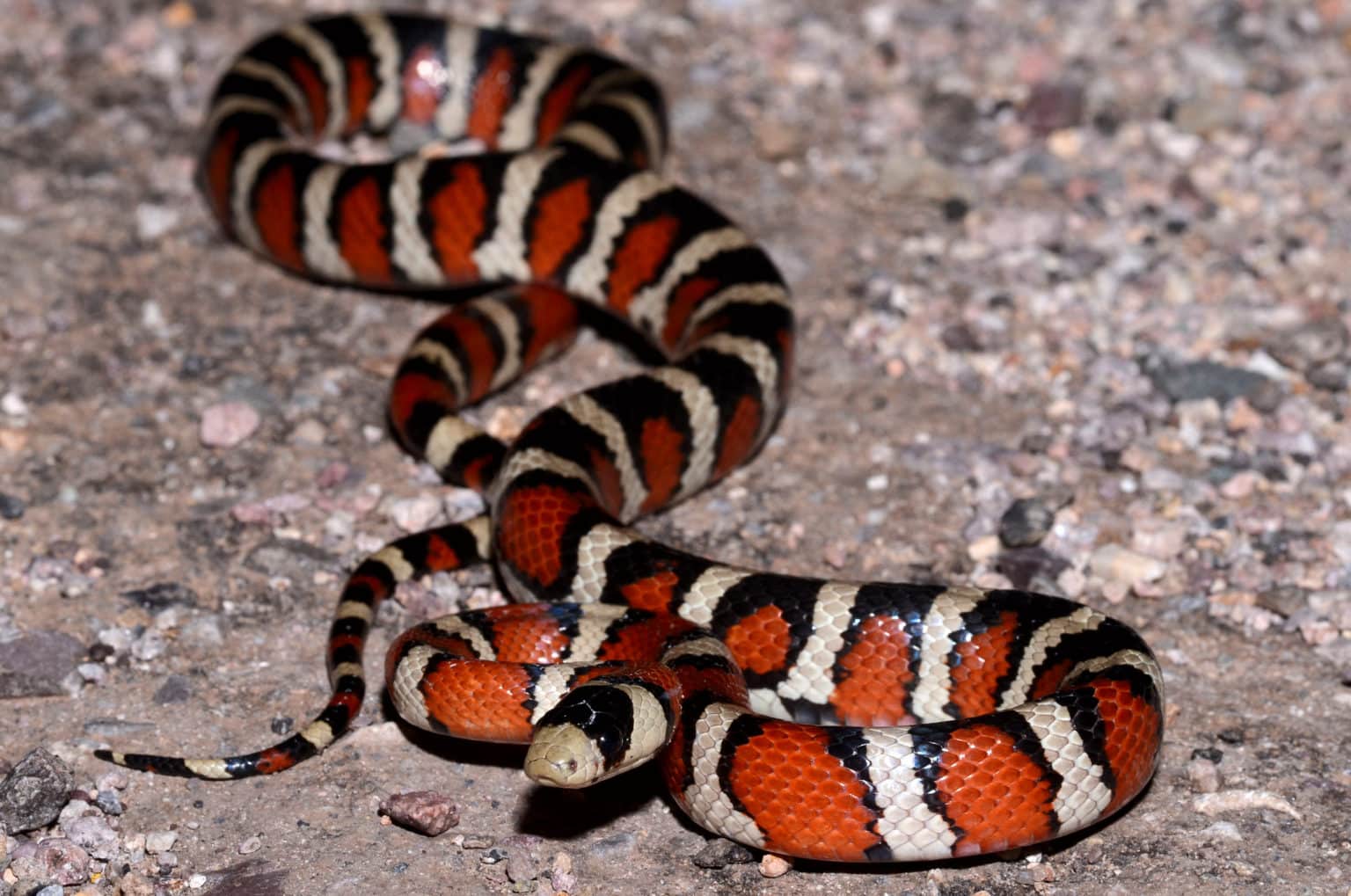 5 Types of King Snakes in Arizona (With Pictures) - ReptileHow.com