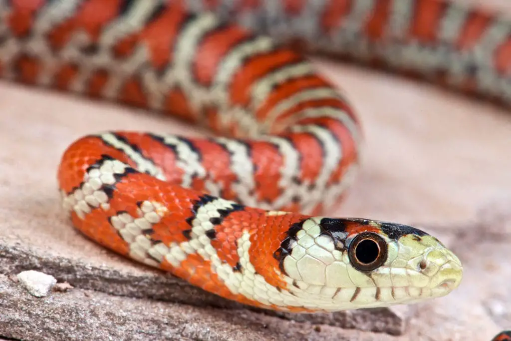 arizona mountain kingsnake