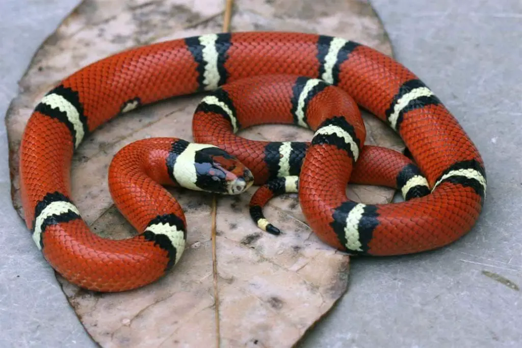 Lampropeltis triangulum sinaloae