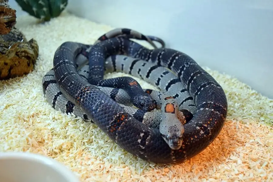 king snakes mating