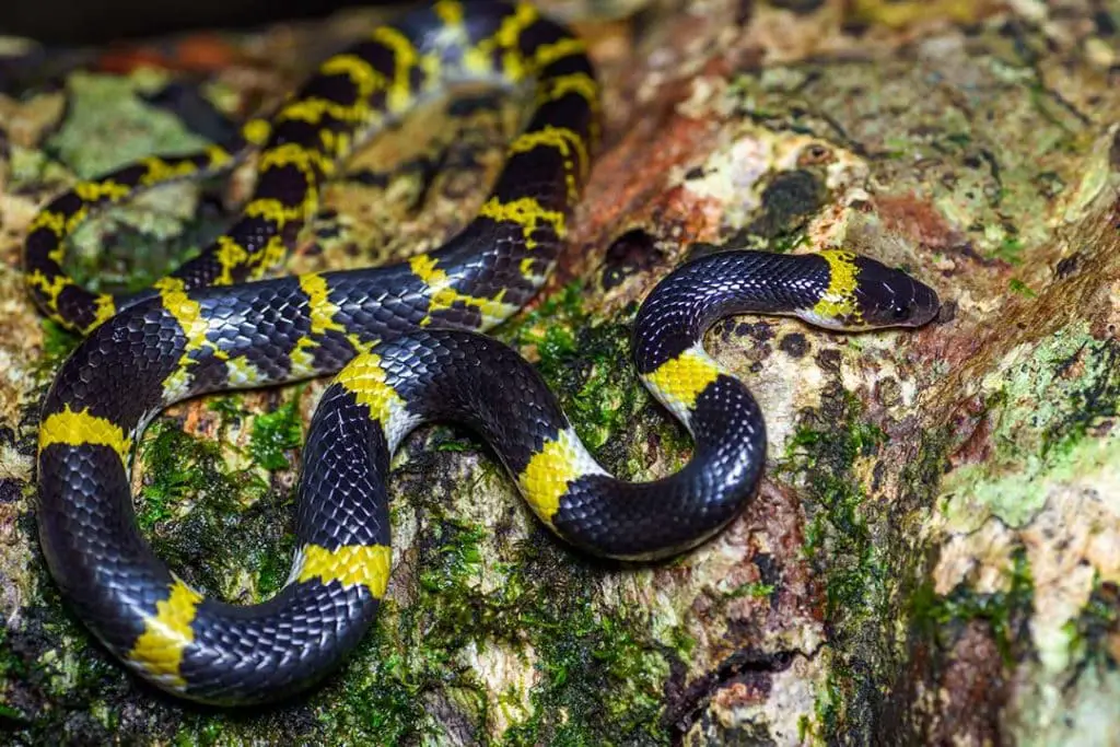 laotian wolf snake