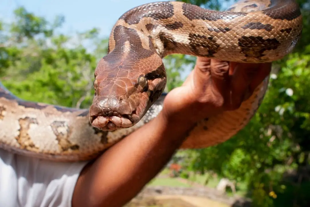 very large pet snake