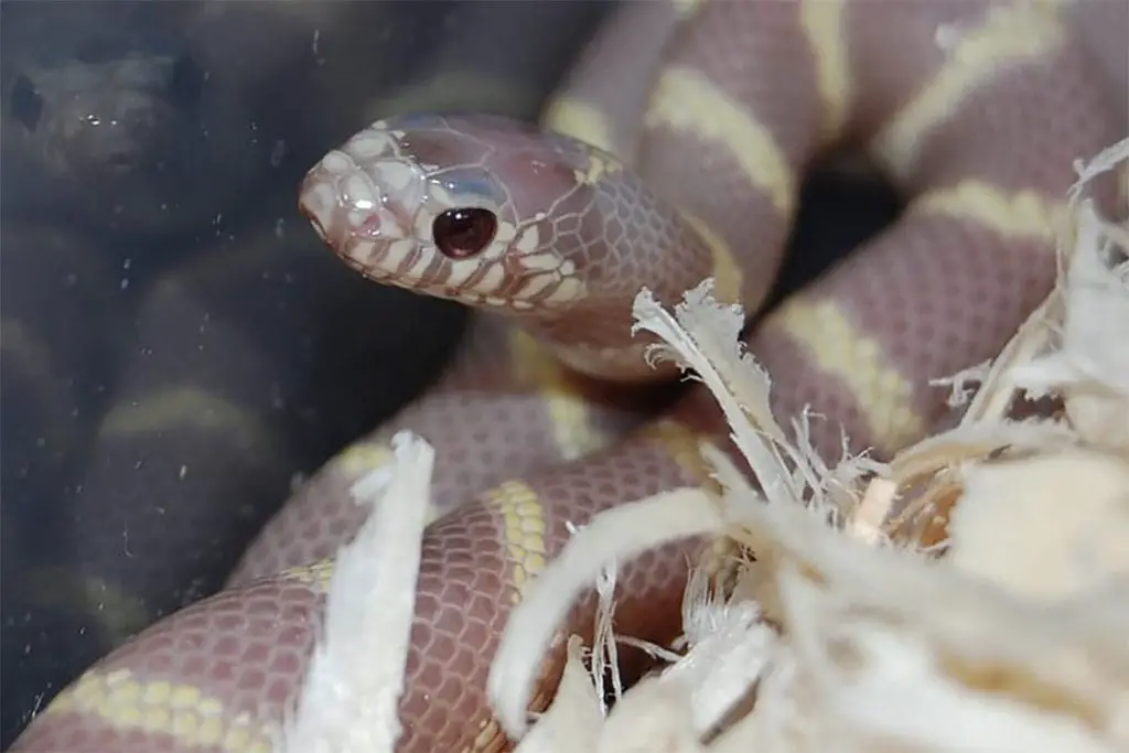 lavender king snake