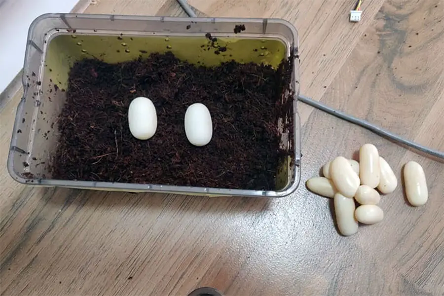 layed corn snake eggs next to a nesting box