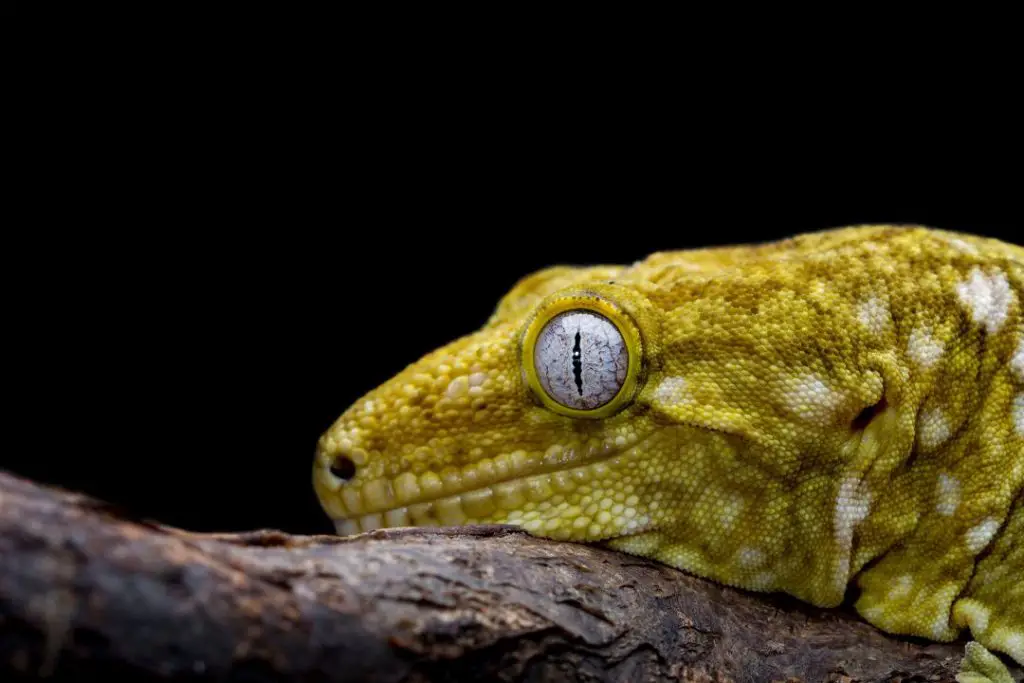 How Much Does A Leachie Gecko Cost Prices ReptileHow how-much-does-a-leachie-gecko-cost-prices-reptilehow