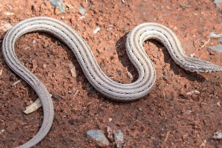 Legless Lizards Vs Snakes (8 Differences) - ReptileHow.com