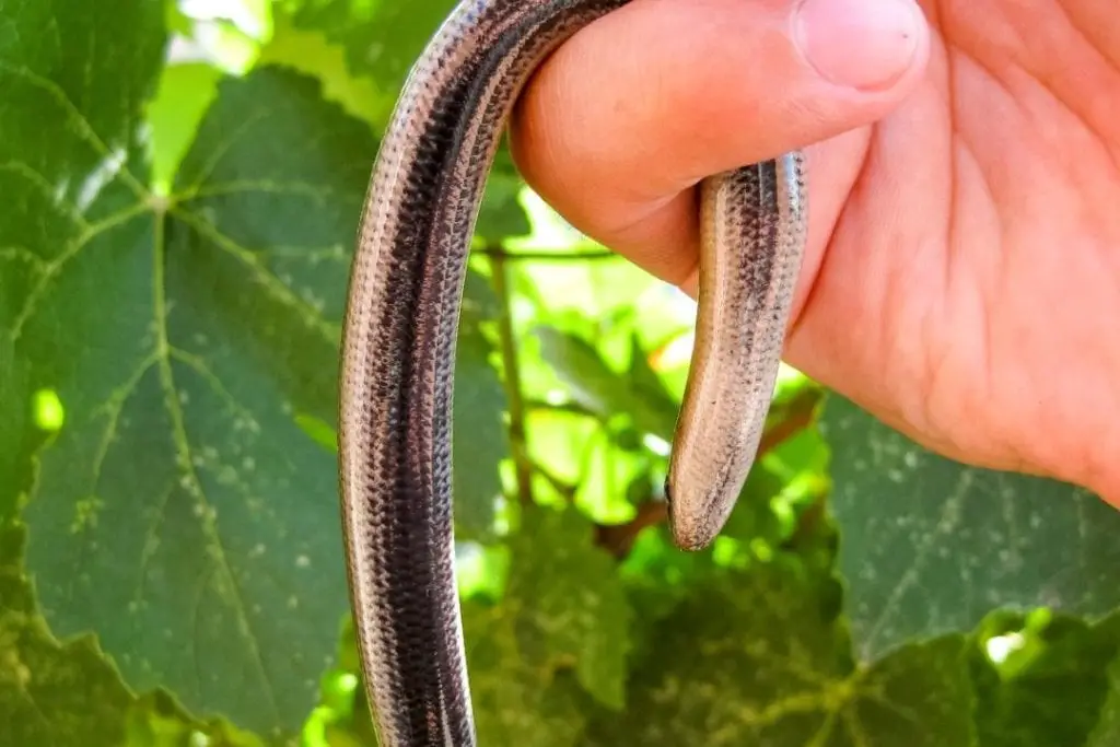 legless lizard belly