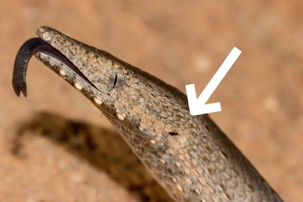 legless lizard ears