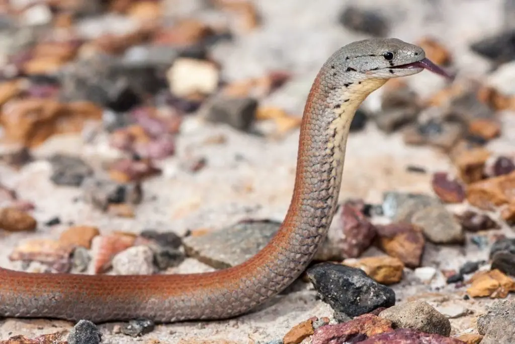 legless lizard showing off its tongue