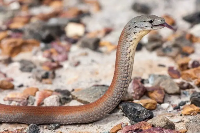 Legless Lizards Vs Snakes (8 Differences) - ReptileHow.com