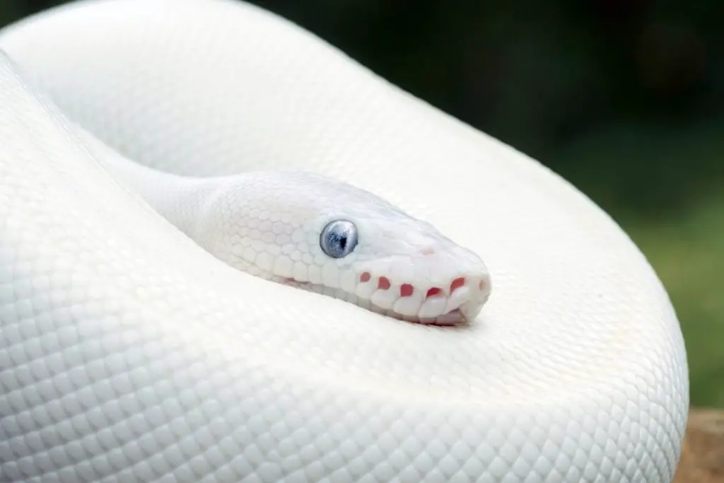 leucistic ball python