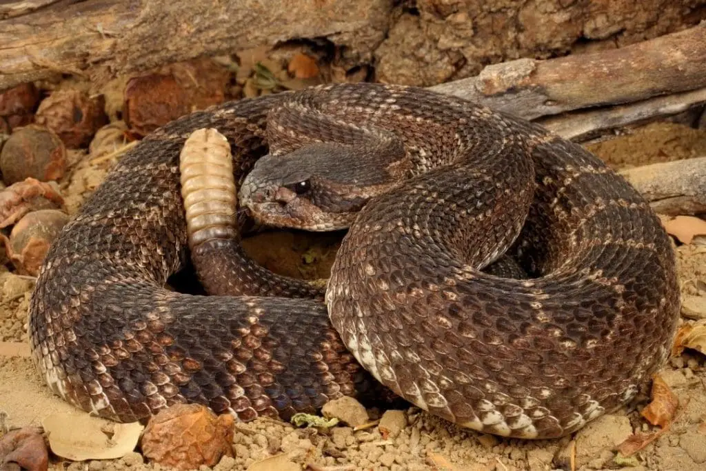 rattlesnake