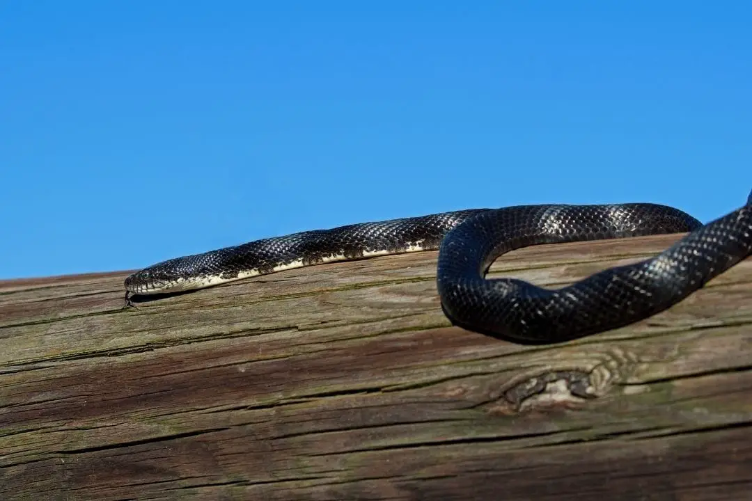 long eastern rat snake on a log