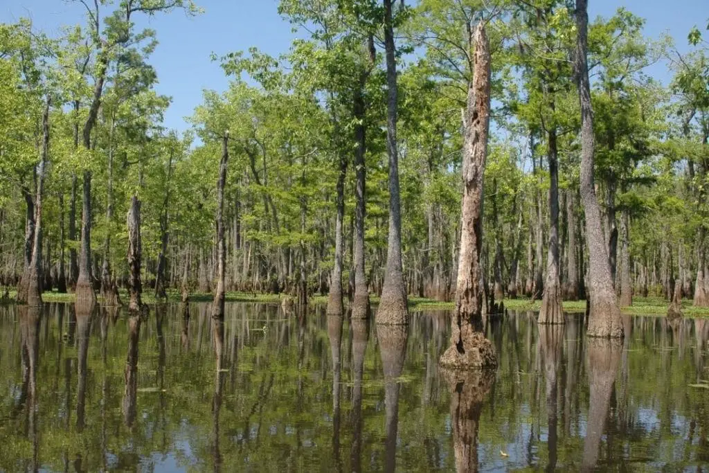 louisiana bayou