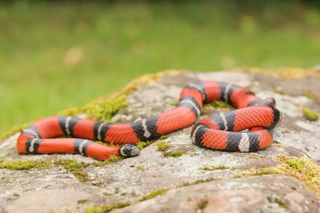 louisiana milk snake