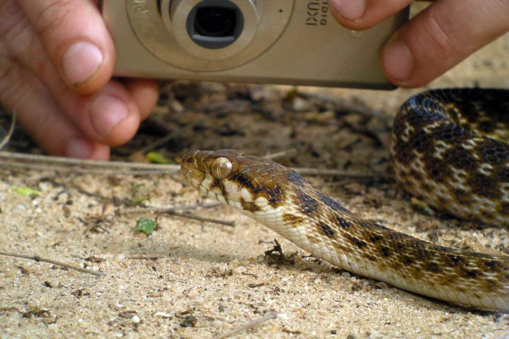 madagascar cate eyed snake