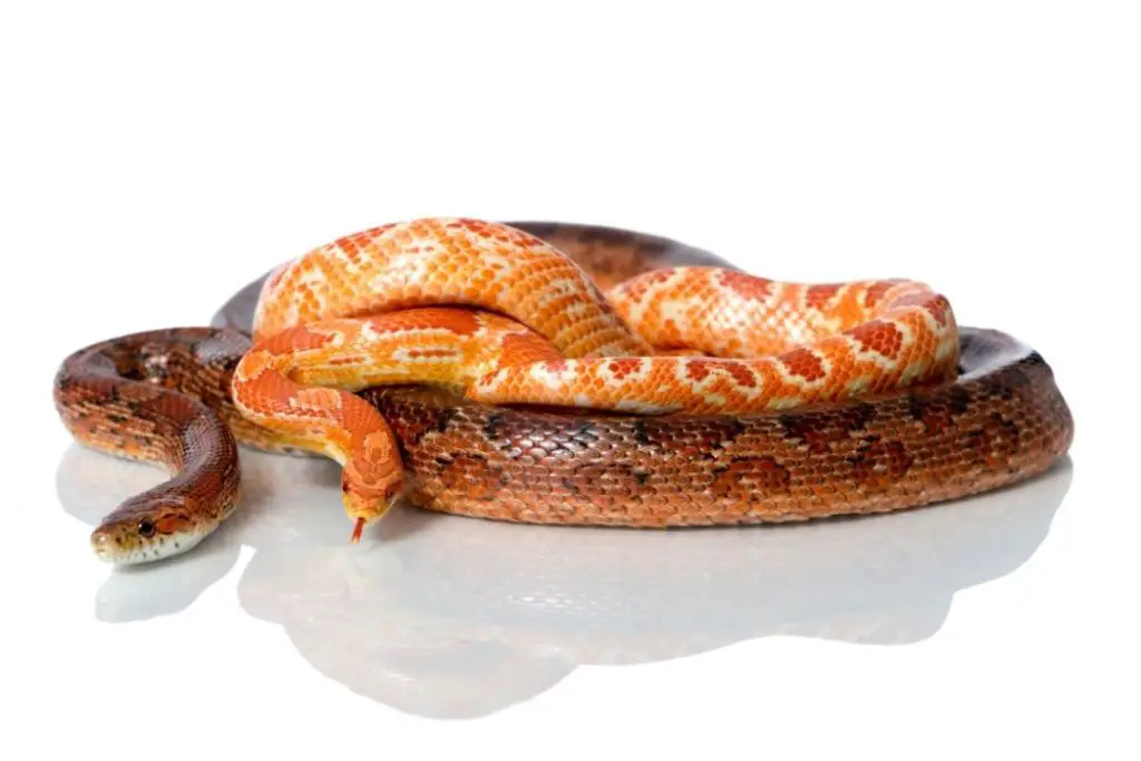 male and female corn snakes