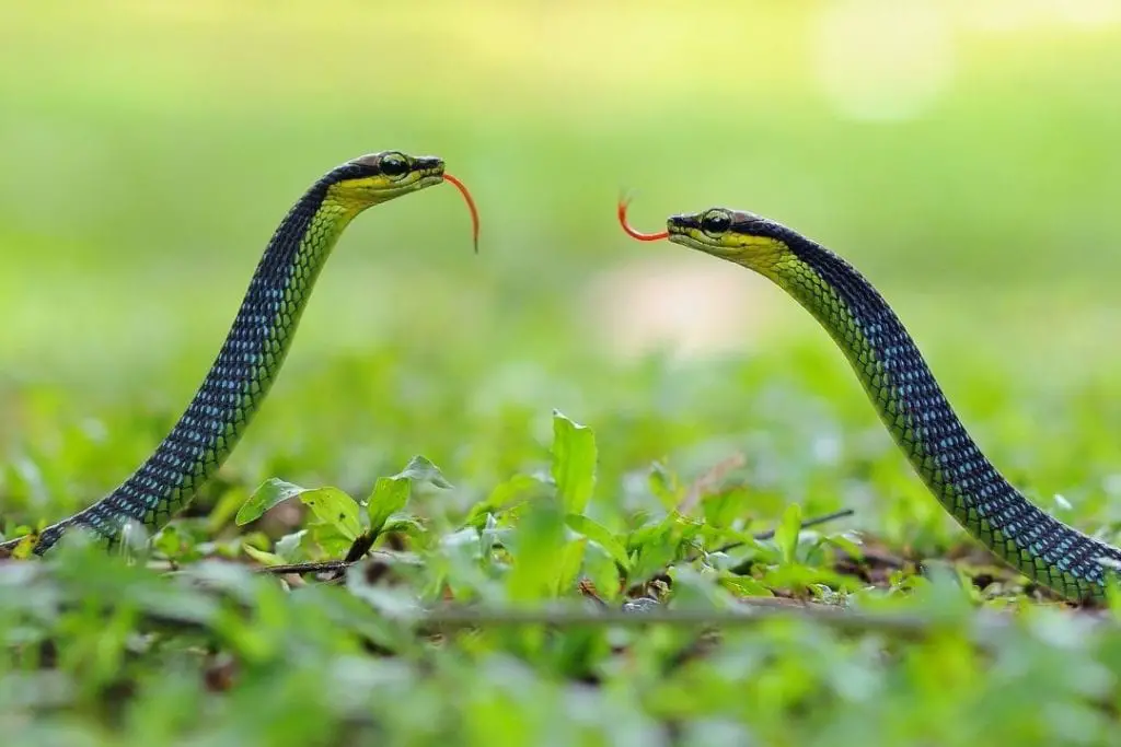 male and female snakes courting