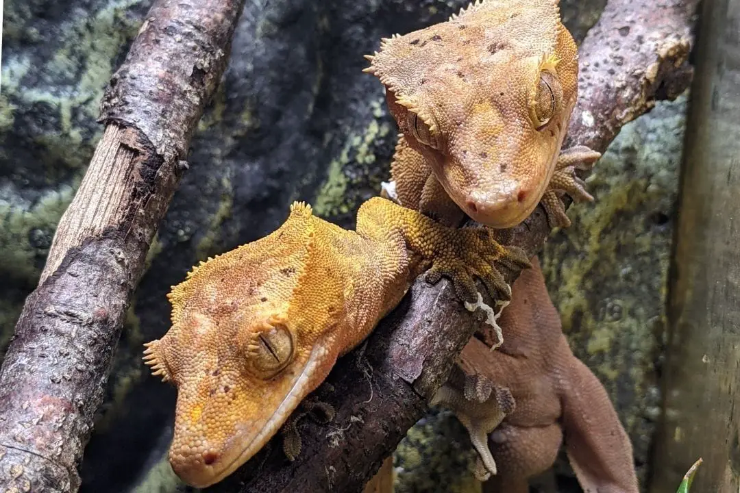 male and female crested geckos