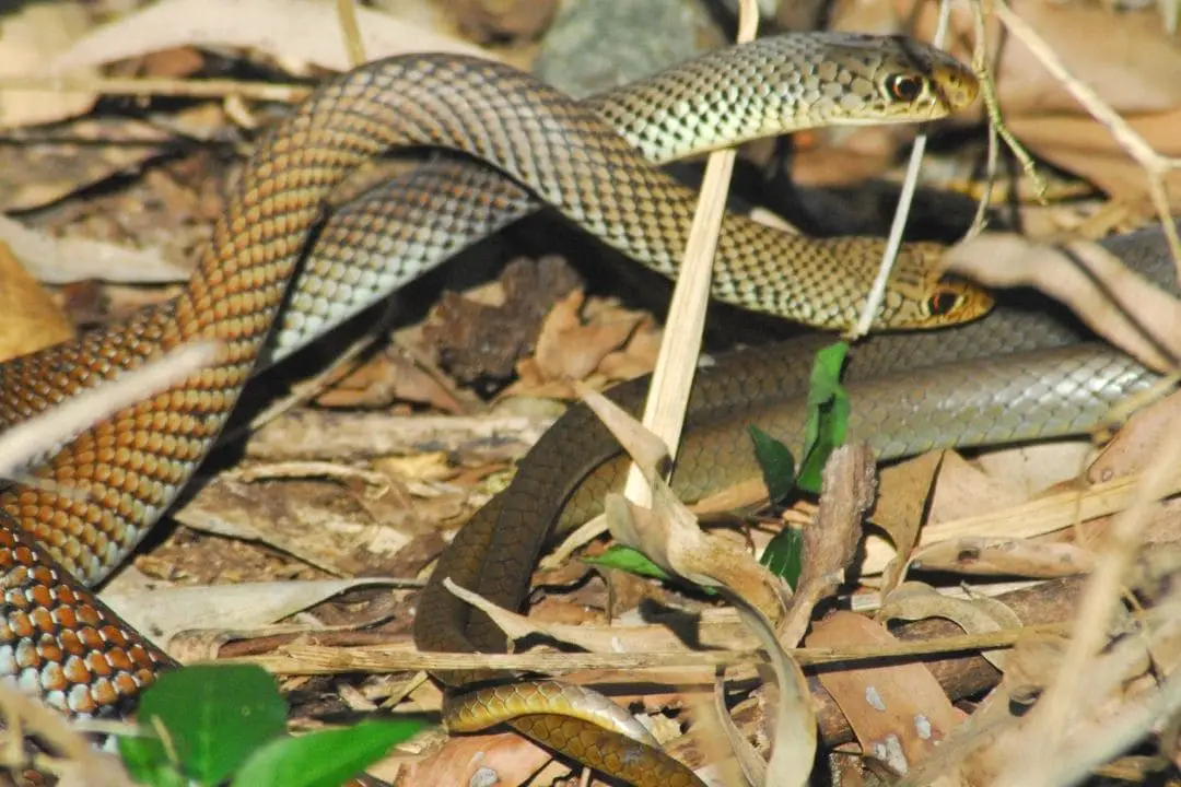 male and female snakes mating