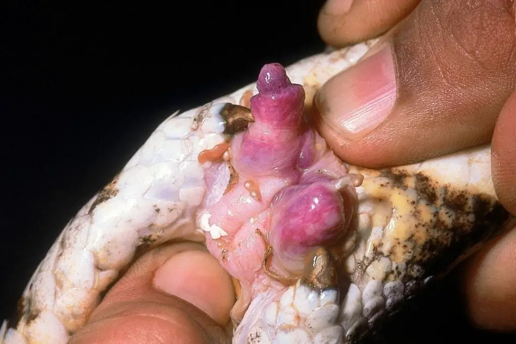 hemipenes on a male snake