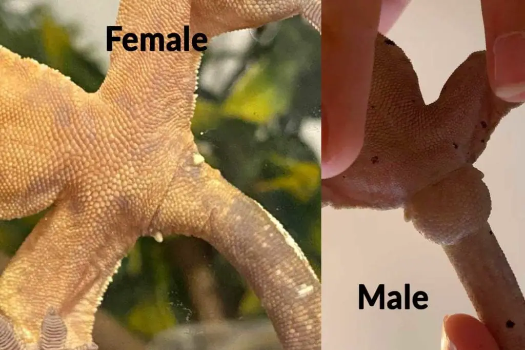 male vs female crested geckos