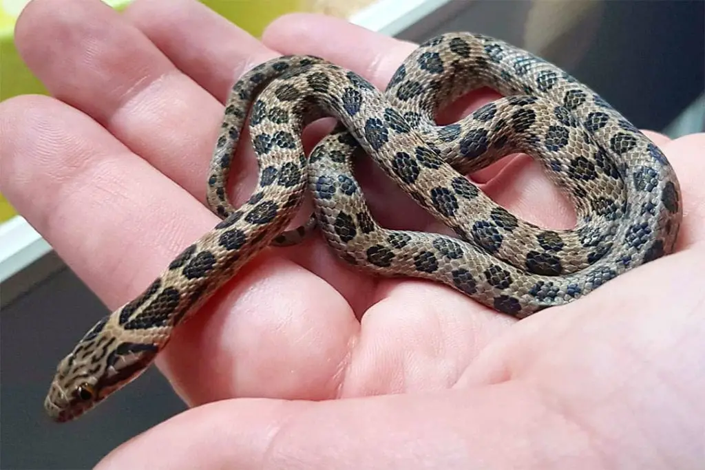 8 Reasons Why Snakes Make Great Pets - ReptileHow.com