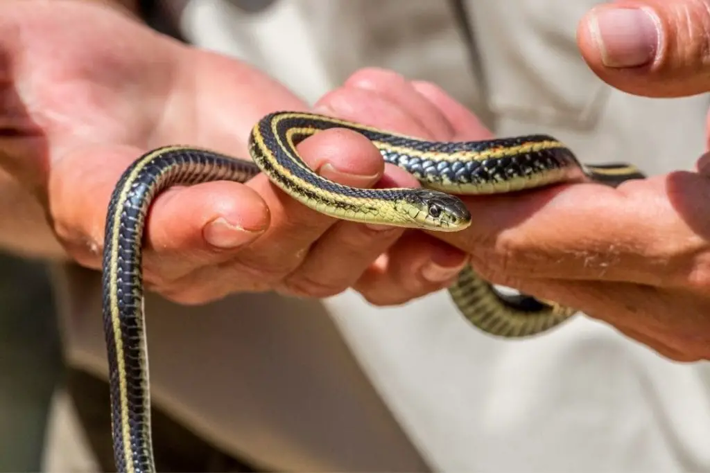 man handling a garter snake