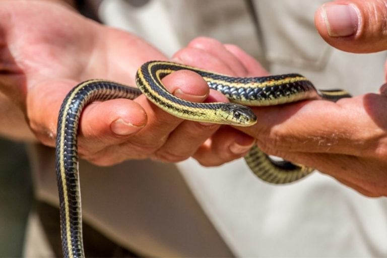 Garter Snake Size: How Big Do They Get? - ReptileHow.com