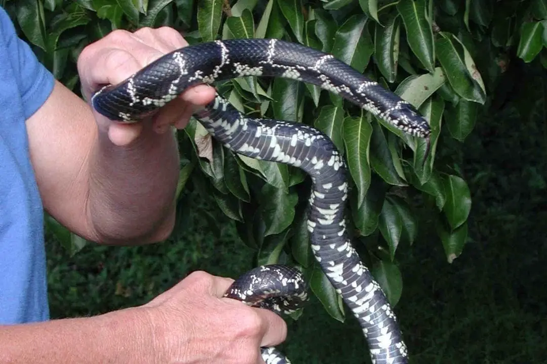 California King Snake Care Sheet (Complete Guide) - ReptileHow.com