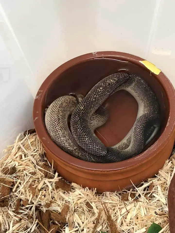 marble morph children's python soaking in water bowl