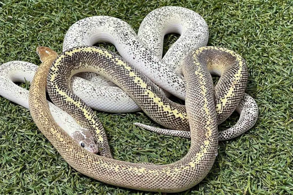 marble phase children's pythons