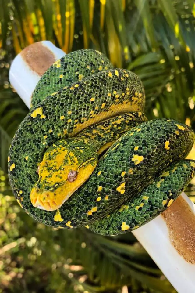 high black melanistic green tree python