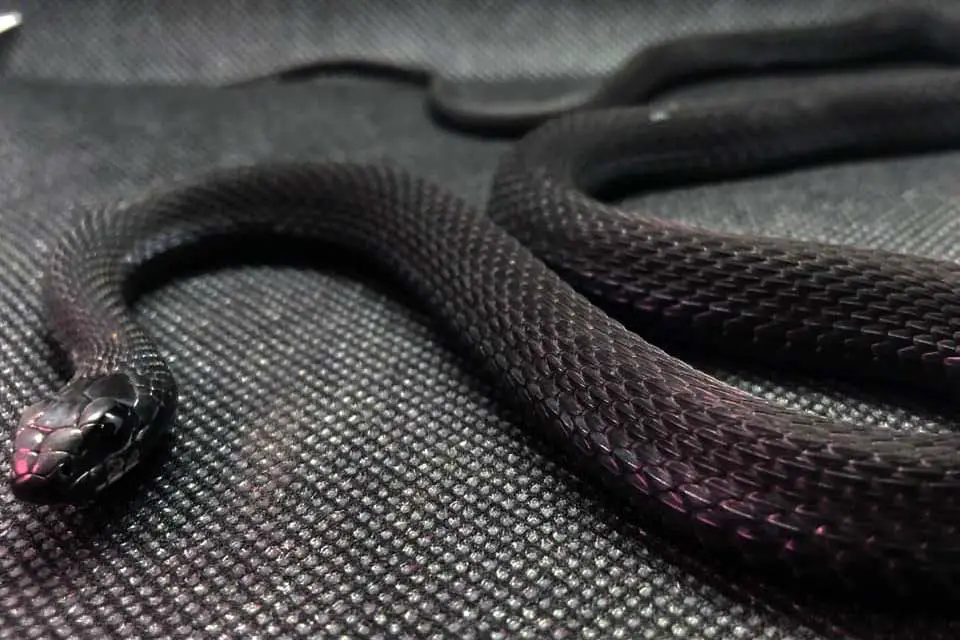 melanistic thamnophis sirtalis