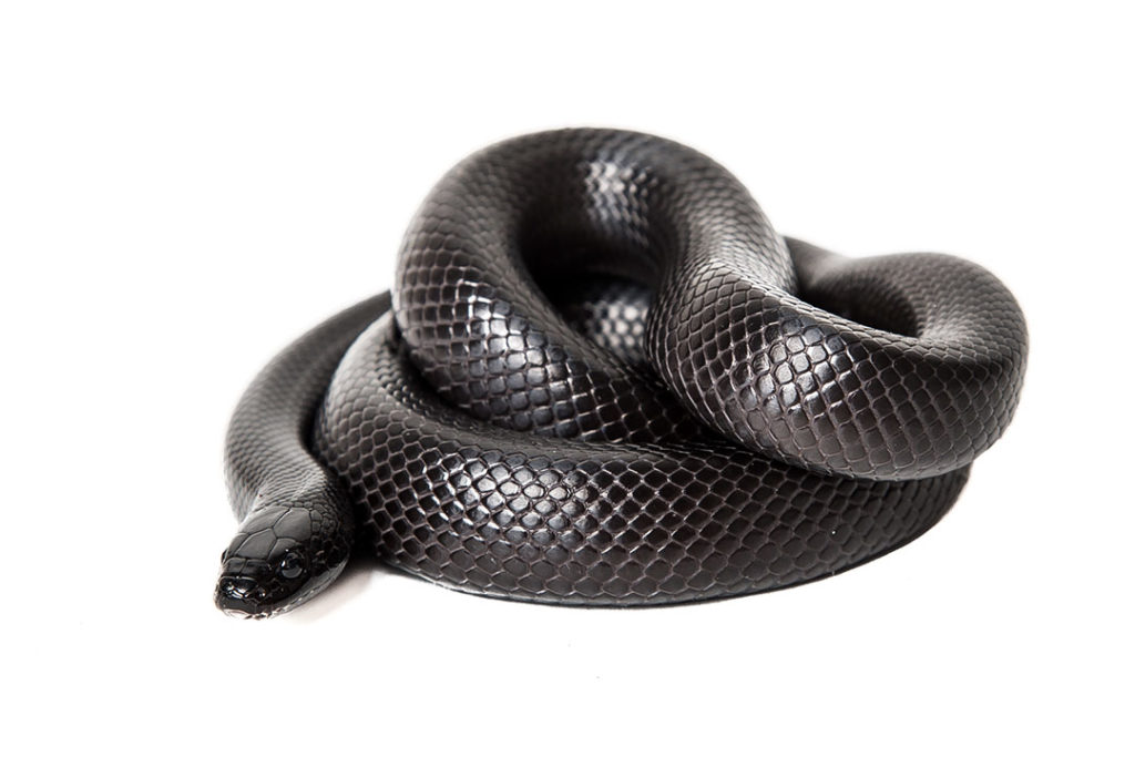 mexican black king snake