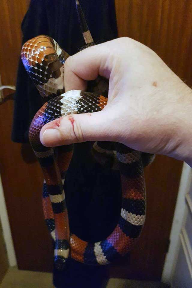 milk snake bite