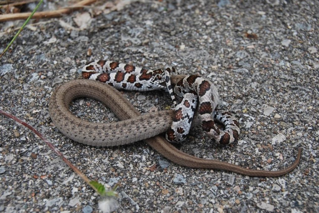 milk snake eating a brown snake