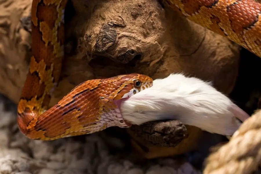 corn snake eating