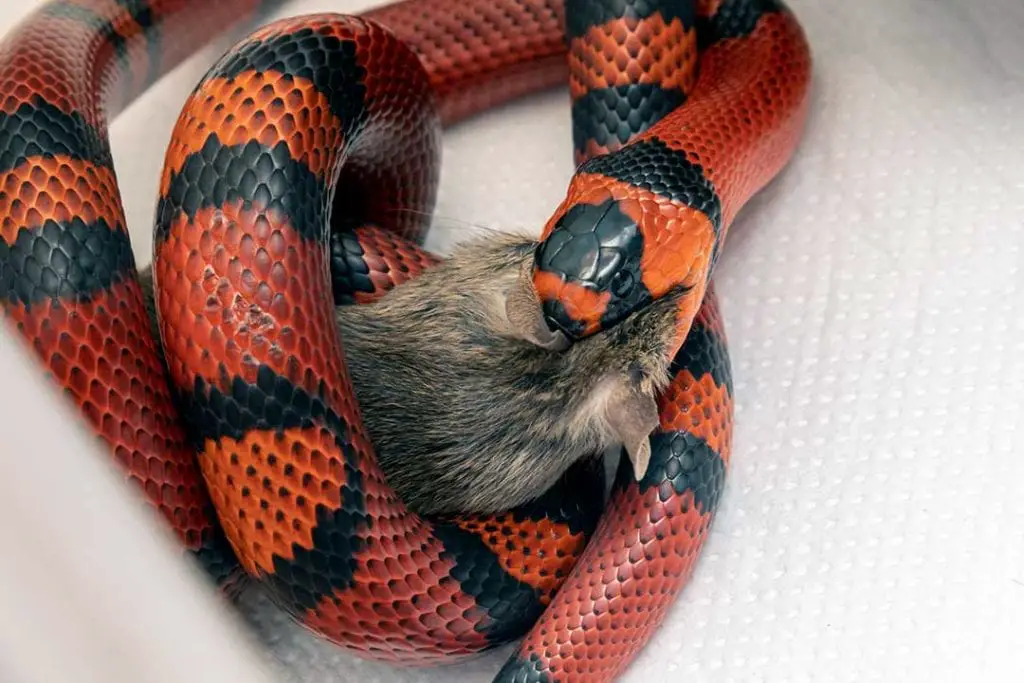 milk snake eating a rat